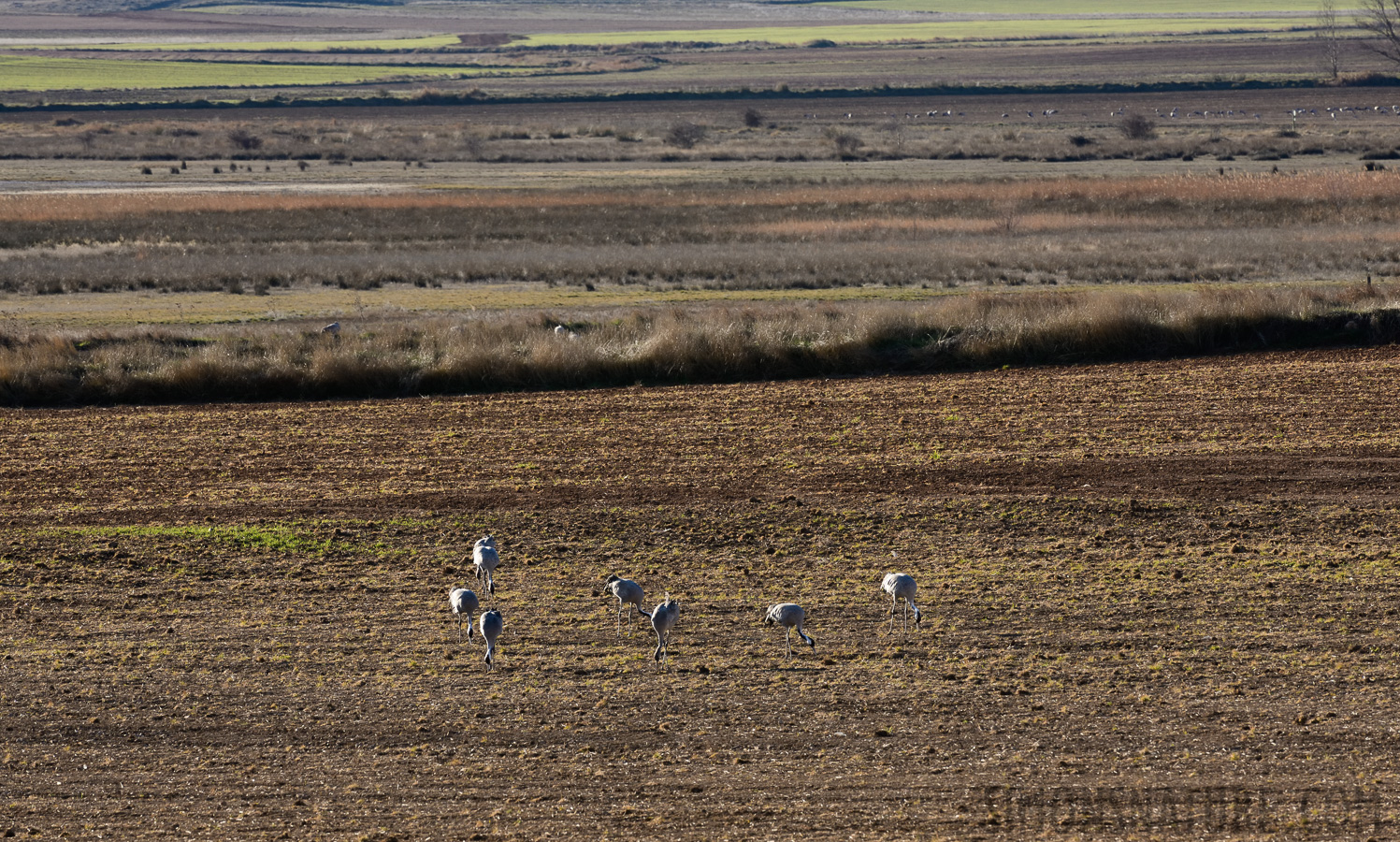 Grus grus [400 mm, 1/400 Sek. bei f / 13, ISO 1000]